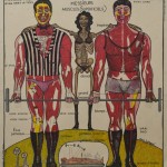 Système musculaire